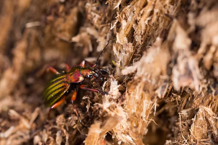 Gerahmter Druck : Makrobild eines Insekts in Deutschland.