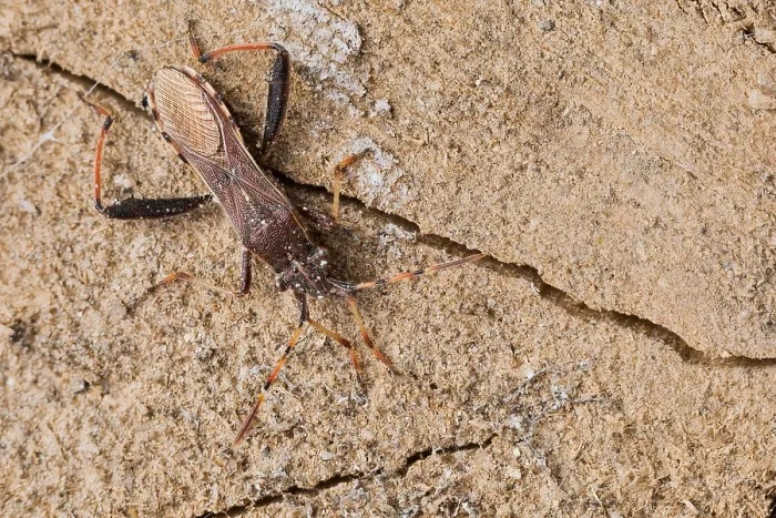 Gerahmter Druck : Makrobild eines Insekts in Deutschland. Gerahmter Druck : Makrobild eines Insekts in Deutschland.