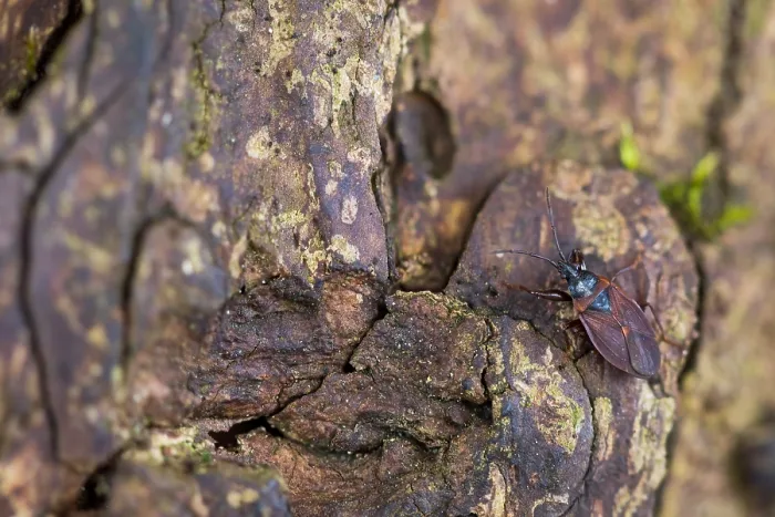 Gerahmter Druck : Makrobild eines Insekts in Deutschland. Gerahmter Druck : Makrobild eines Insekts in Deutschland.