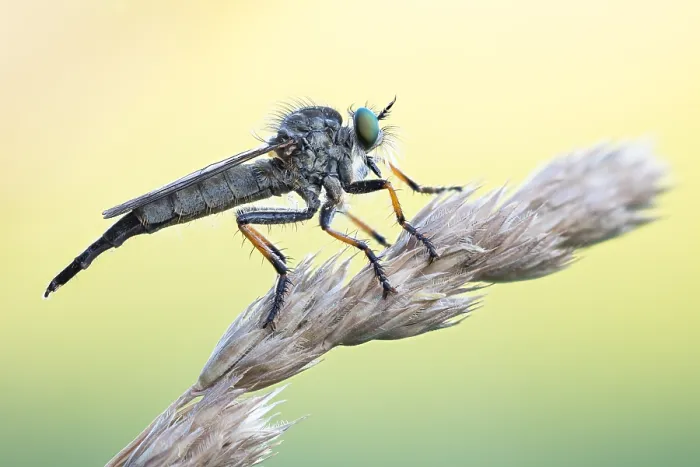 Gerahmter Druck : Makrobild eines Insekts in Deutschland. Gerahmter Druck : Makrobild eines Insekts in Deutschland.