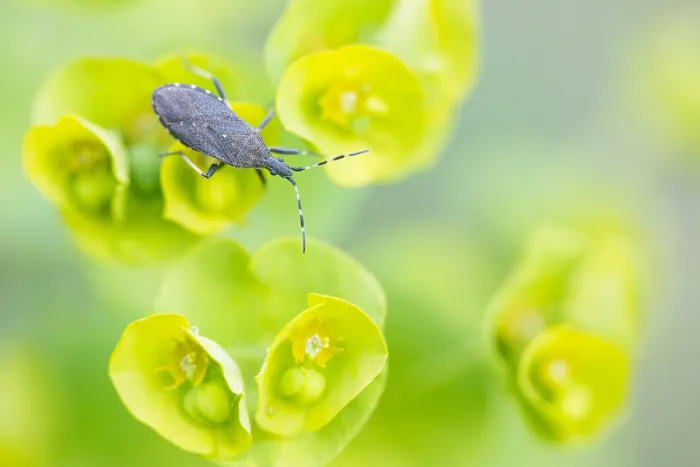 Gerahmter Druck : Makrobild eines Insekts in Deutschland. Gerahmter Druck : Makrobild eines Insekts in Deutschland.