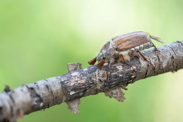 Gerahmter Druck : Makrobild eines Insekts in Deutschland. Gerahmter Druck : Makrobild eines Insekts in Deutschland.