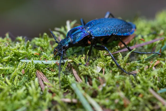 Gerahmter Druck : Makrobild eines Insekts in Deutschland. Gerahmter Druck : Makrobild eines Insekts in Deutschland.
