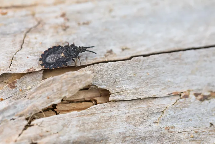 Gerahmter Druck : Makrobild eines Insekts in Deutschland. Gerahmter Druck : Makrobild eines Insekts in Deutschland.
