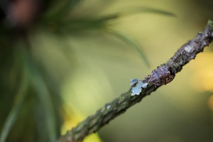 Gerahmter Druck : Makrobild eines Insekts in Deutschland.