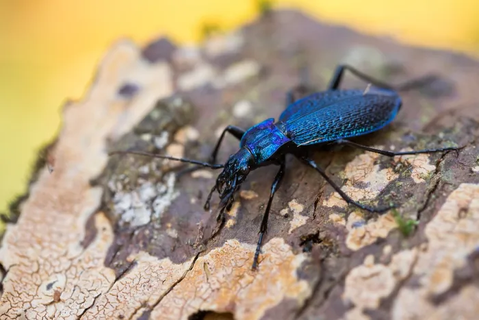 Gerahmter Druck : Makrobild eines Insekts in Deutschland. Gerahmter Druck : Makrobild eines Insekts in Deutschland.