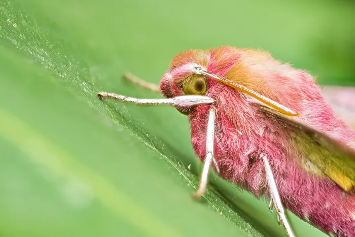 Gerahmter Druck : Makrobild eines Insekts in Deutschland. Gerahmter Druck : Makrobild eines Insekts in Deutschland.