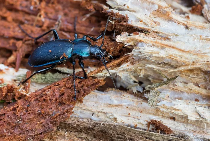 Gerahmter Druck : Makrobild eines Insekts in Deutschland. Gerahmter Druck : Makrobild eines Insekts in Deutschland.