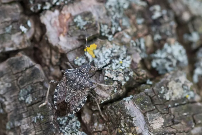 Gerahmter Druck : Makrobild eines Insekts in Deutschland. Gerahmter Druck : Makrobild eines Insekts in Deutschland.