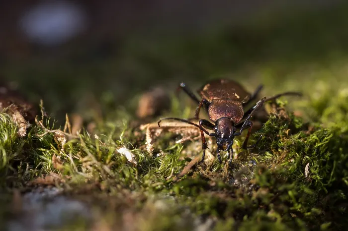 Gerahmter Druck : Makrobild eines Insekts in Deutschland.