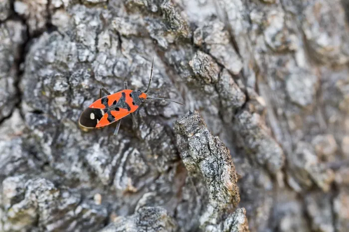 Gerahmter Druck : Makrobild eines Insekts in Deutschland.