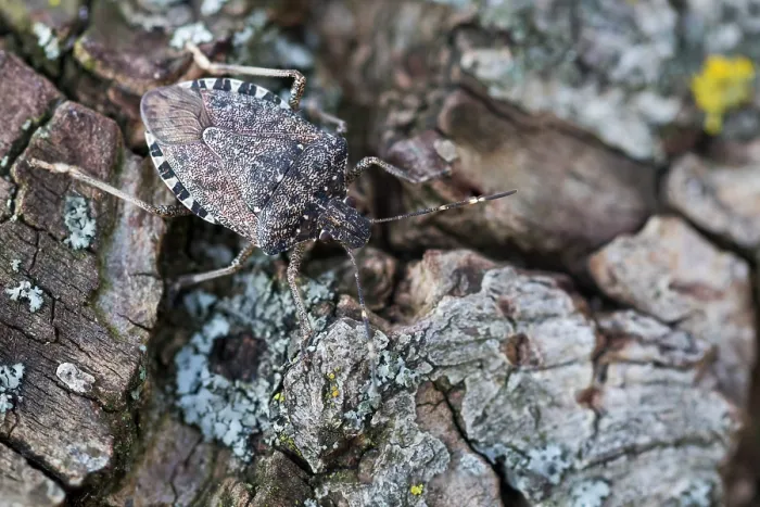 Gerahmter Druck : Makrobild eines Insekts in Deutschland. Gerahmter Druck : Makrobild eines Insekts in Deutschland.