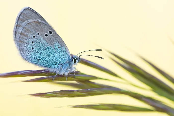 Gerahmter Druck : Makrobild eines Insekts in Deutschland. Gerahmter Druck : Makrobild eines Insekts in Deutschland.