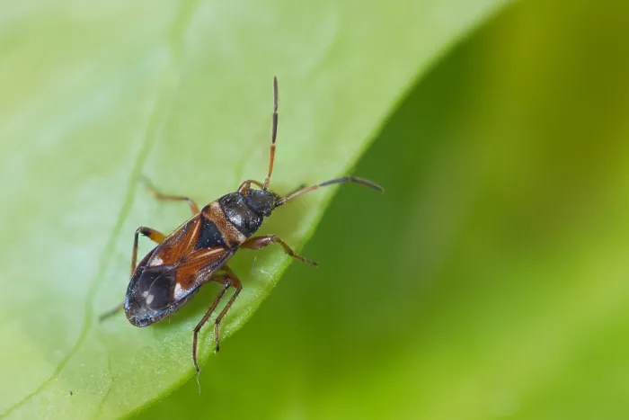 Gerahmter Druck : Makrobild eines Insekts in Deutschland. Gerahmter Druck : Makrobild eines Insekts in Deutschland.