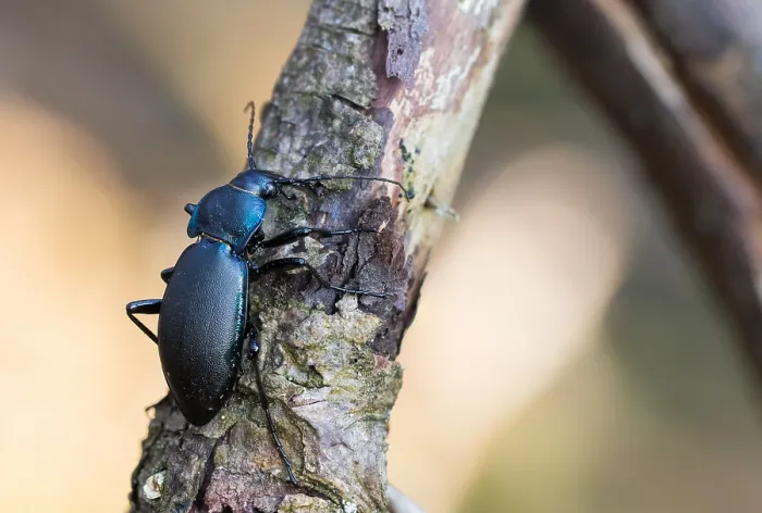 Gerahmter Druck : Makrobild eines Insekts in Deutschland. Gerahmter Druck : Makrobild eines Insekts in Deutschland.
