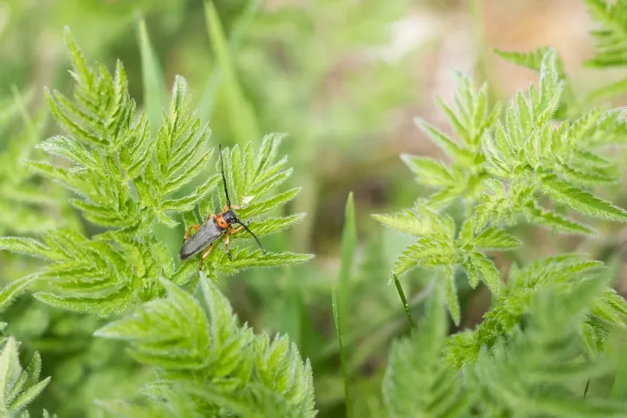 Gerahmter Druck : Makrobild eines Insekts in Deutschland. Gerahmter Druck : Makrobild eines Insekts in Deutschland.