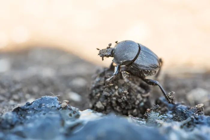 Gerahmter Druck : Makrobild eines Insekts in Deutschland.