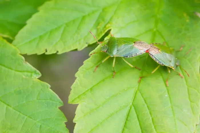 Gerahmter Druck : Makrobild eines Insekts in Deutschland. Gerahmter Druck : Makrobild eines Insekts in Deutschland.