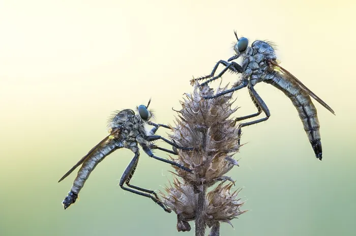 Gerahmter Druck : Makrobild eines Insekts in Deutschland. Gerahmter Druck : Makrobild eines Insekts in Deutschland.
