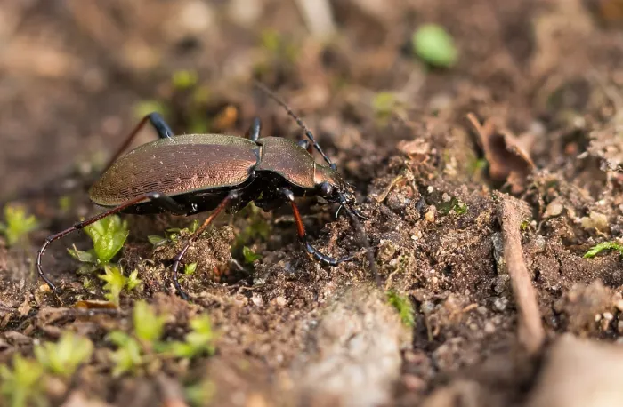 Gerahmter Druck : Makrobild eines Insekts in Deutschland. Gerahmter Druck : Makrobild eines Insekts in Deutschland.