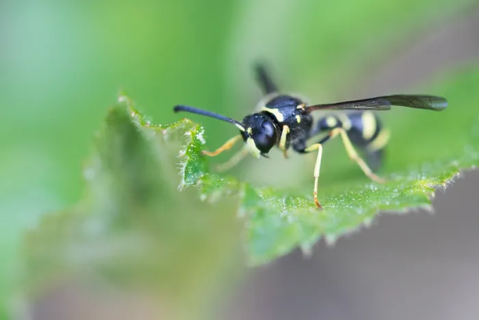 Gerahmter Druck : Makrobild eines Insekts in Deutschland. Gerahmter Druck : Makrobild eines Insekts in Deutschland.