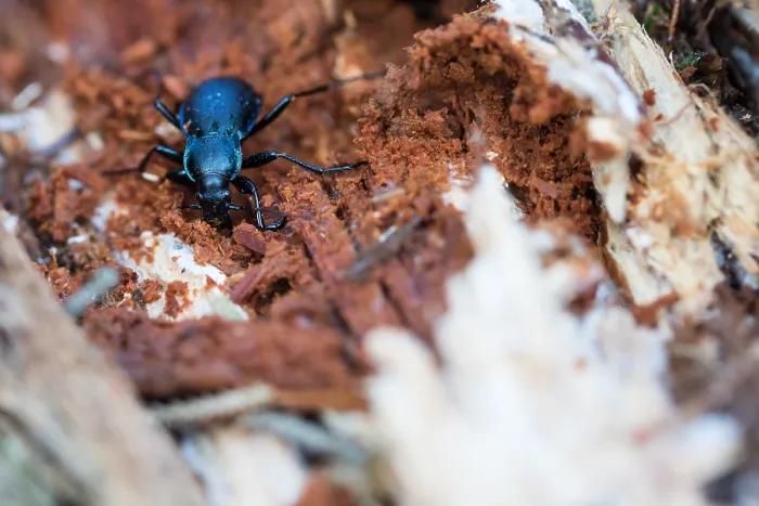 Gerahmter Druck : Makrobild eines Insekts in Deutschland.