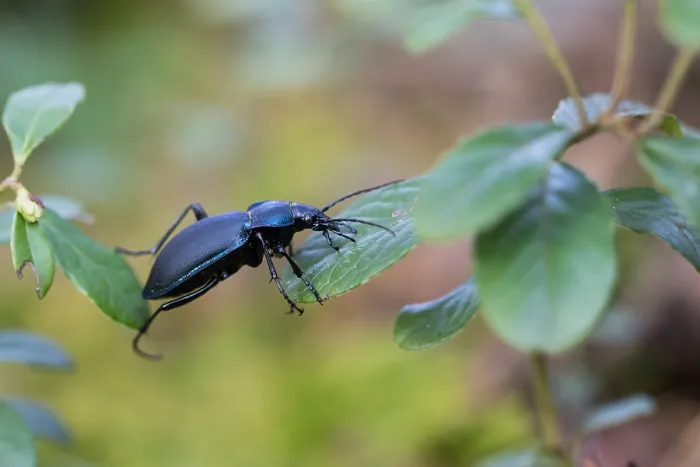 Gerahmter Druck : Makrobild eines Insekts in Deutschland. Gerahmter Druck : Makrobild eines Insekts in Deutschland.