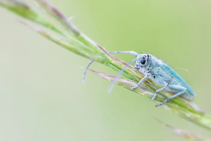 Gerahmter Druck : Makrobild eines Insekts in Deutschland.