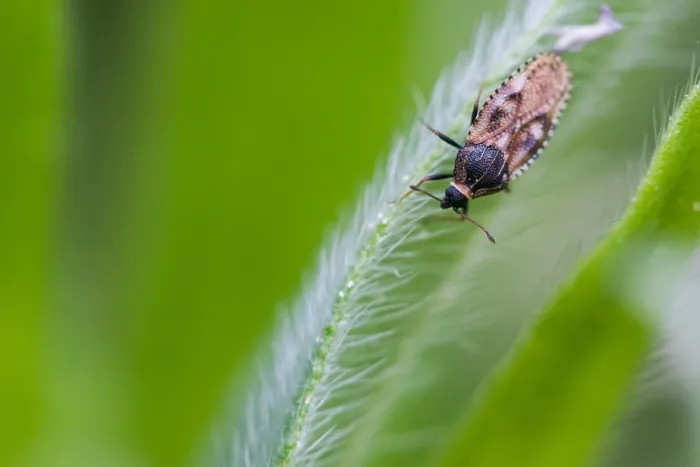 Gerahmter Druck : Makrobild eines Insekts in Deutschland.