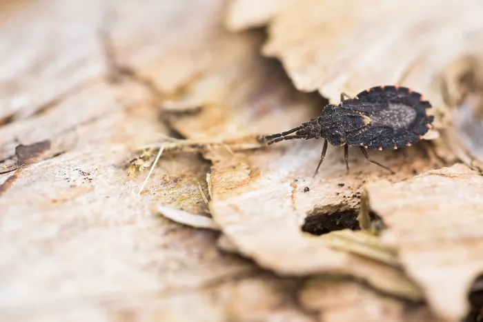Gerahmter Druck : Makrobild eines Insekts in Deutschland. Gerahmter Druck : Makrobild eines Insekts in Deutschland.