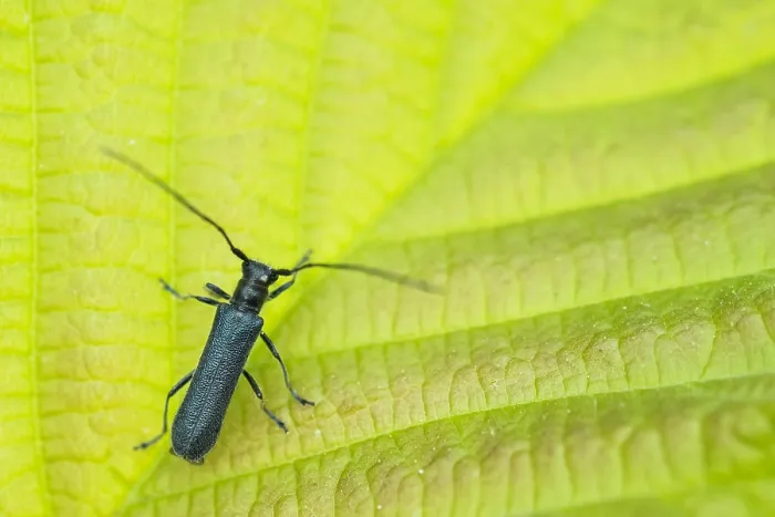 Gerahmter Druck : Makrobild eines Insekts in Deutschland.