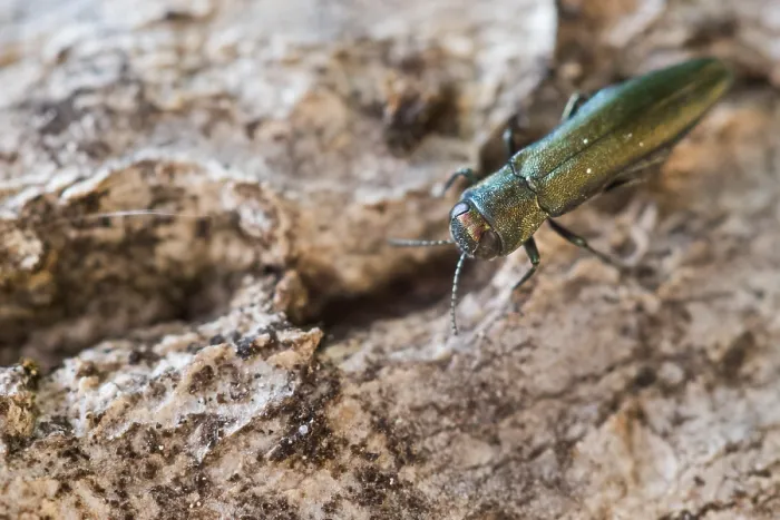 Gerahmter Druck : Makrobild eines Insekts in Deutschland