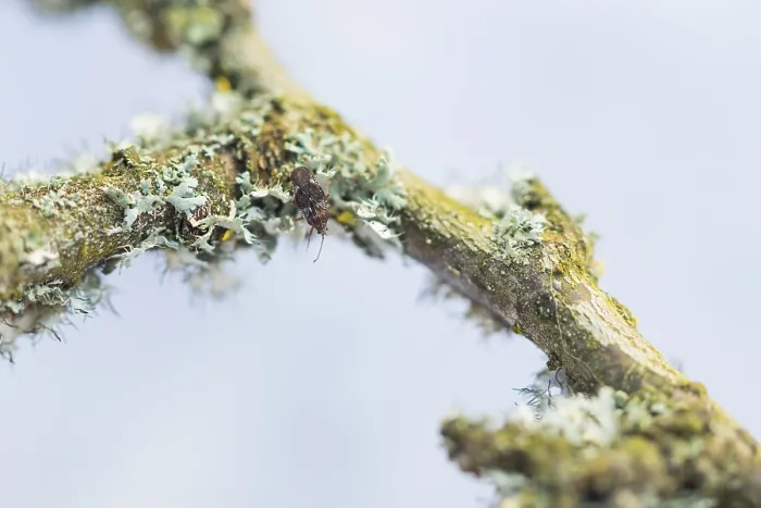 Gerahmter Druck : Makrobild eines Insekts in Deutschland. Gerahmter Druck : Makrobild eines Insekts in Deutschland.