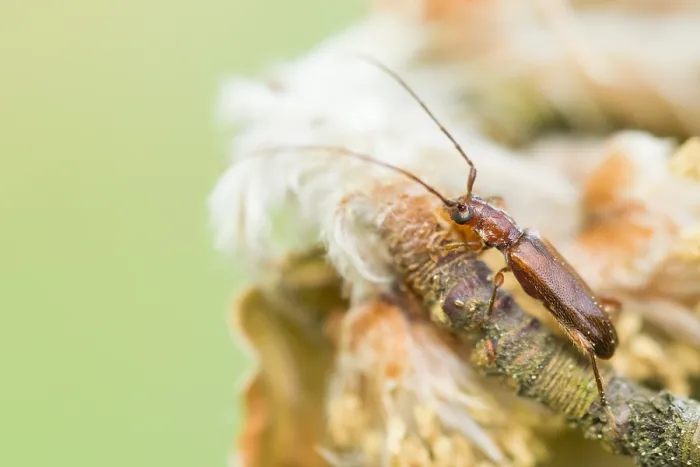 Gerahmter Druck : Makrobild eines Insekts in Deutschland.