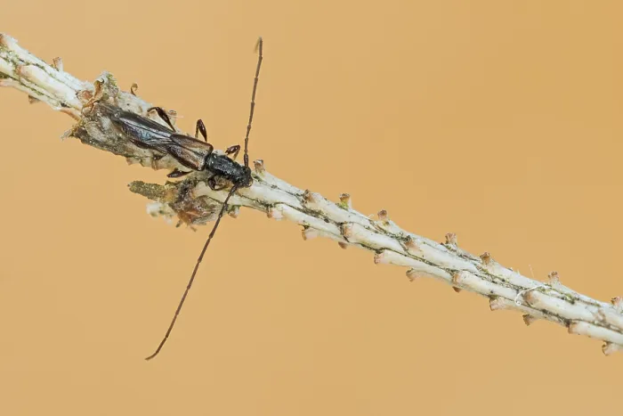 Gerahmter Druck : Makrobild eines Insekts in Deutschland. Gerahmter Druck : Makrobild eines Insekts in Deutschland.