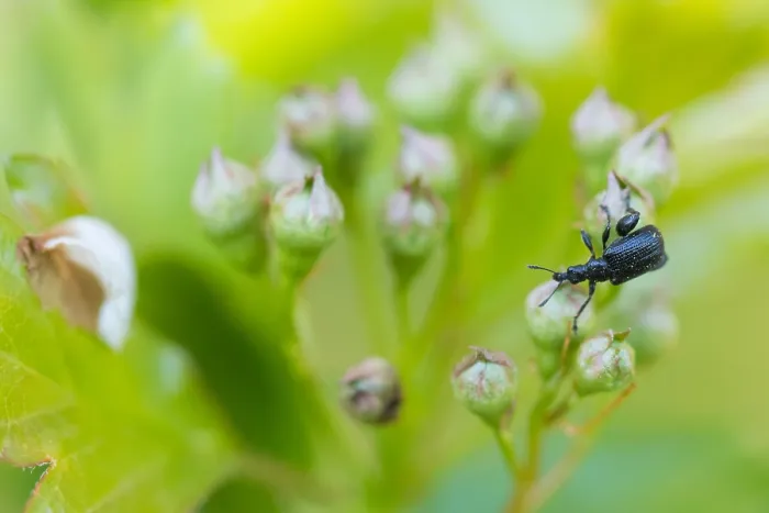 Gerahmter Druck : Makrobild eines Insekts in Deutschland. Gerahmter Druck : Makrobild eines Insekts in Deutschland.