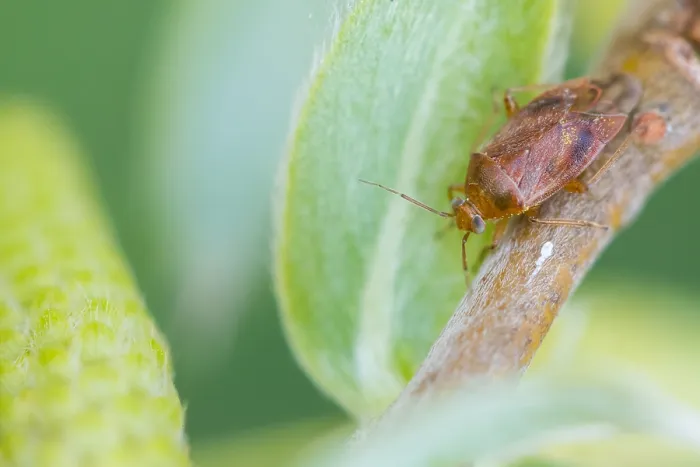 Gerahmter Druck : Makrobild eines Insekts in Deutschland. Gerahmter Druck : Makrobild eines Insekts in Deutschland.