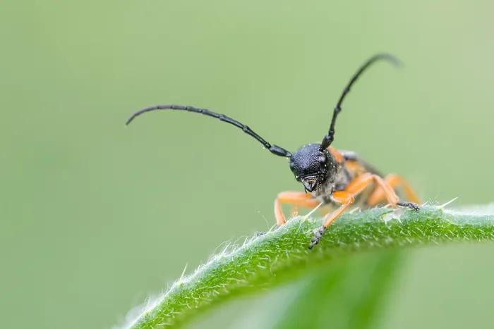 Gerahmter Druck : Makrobild eines Insekts in Deutschland.