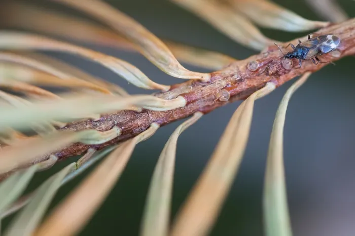 Gerahmter Druck : Makrobild eines Insekts in Deutschland.