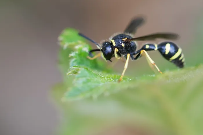 Gerahmter Druck : Makrobild eines Insekts in Deutschland. Gerahmter Druck : Makrobild eines Insekts in Deutschland.