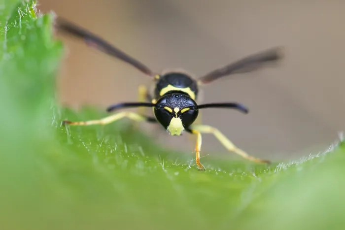 Gerahmter Druck : Makrobild eines Insekts in Deutschland.