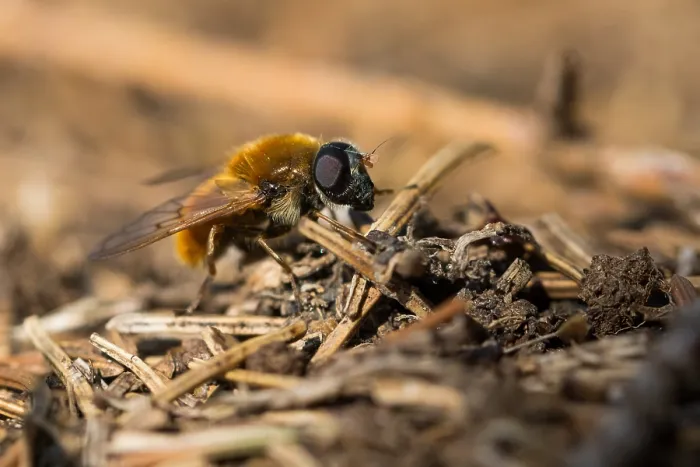 Gerahmter Druck : Makrobild eines Insekts in Deutschland. Gerahmter Druck : Makrobild eines Insekts in Deutschland.