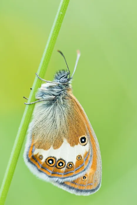 Gerahmter Druck : Makrobild eines Insekts in Deutschland.