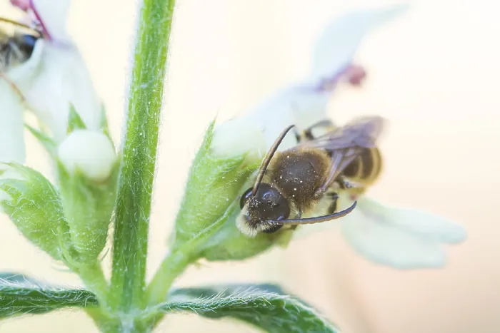 Gerahmter Druck : Makrobild eines Insekts in Deutschland. Gerahmter Druck : Makrobild eines Insekts in Deutschland.