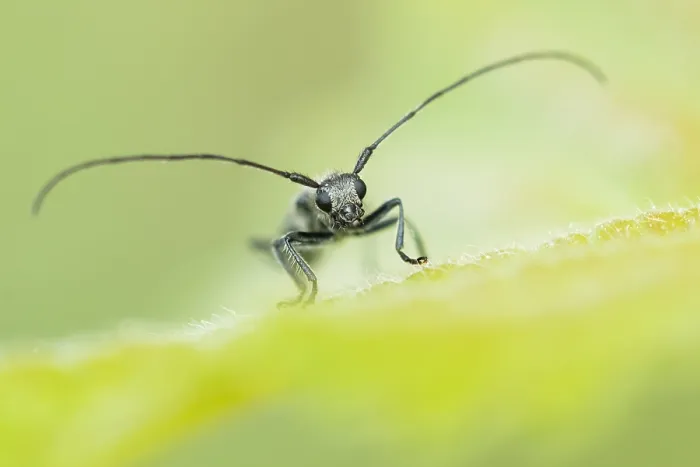 Gerahmter Druck : Makrobild eines Insekts in Deutschland.