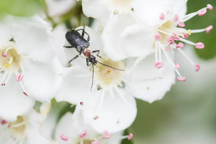 Gerahmter Druck : Makrobild eines Insekts in Deutschland.