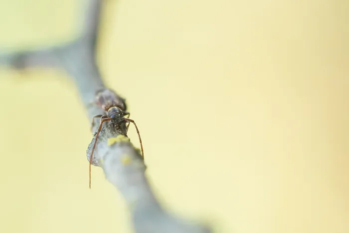 Gerahmter Druck : Makrobild eines Insekts in Deutschland. Gerahmter Druck : Makrobild eines Insekts in Deutschland.