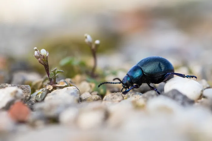 Gerahmter Druck : Makrobild eines Insekts in Deutschland.