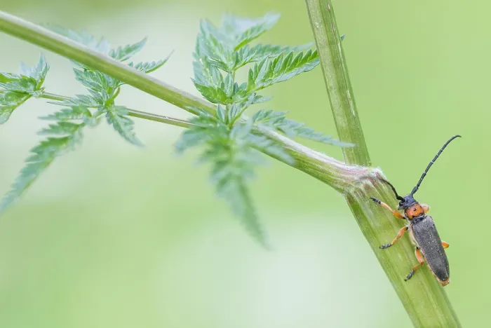 Gerahmter Druck : Makrobild eines Insekts in Deutschland. Gerahmter Druck : Makrobild eines Insekts in Deutschland.