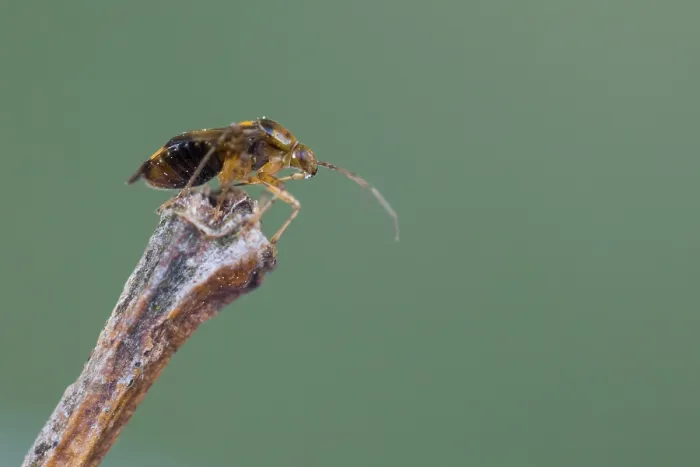 Gerahmter Druck : Makrobild eines Insekts in Deutschland. Gerahmter Druck : Makrobild eines Insekts in Deutschland.